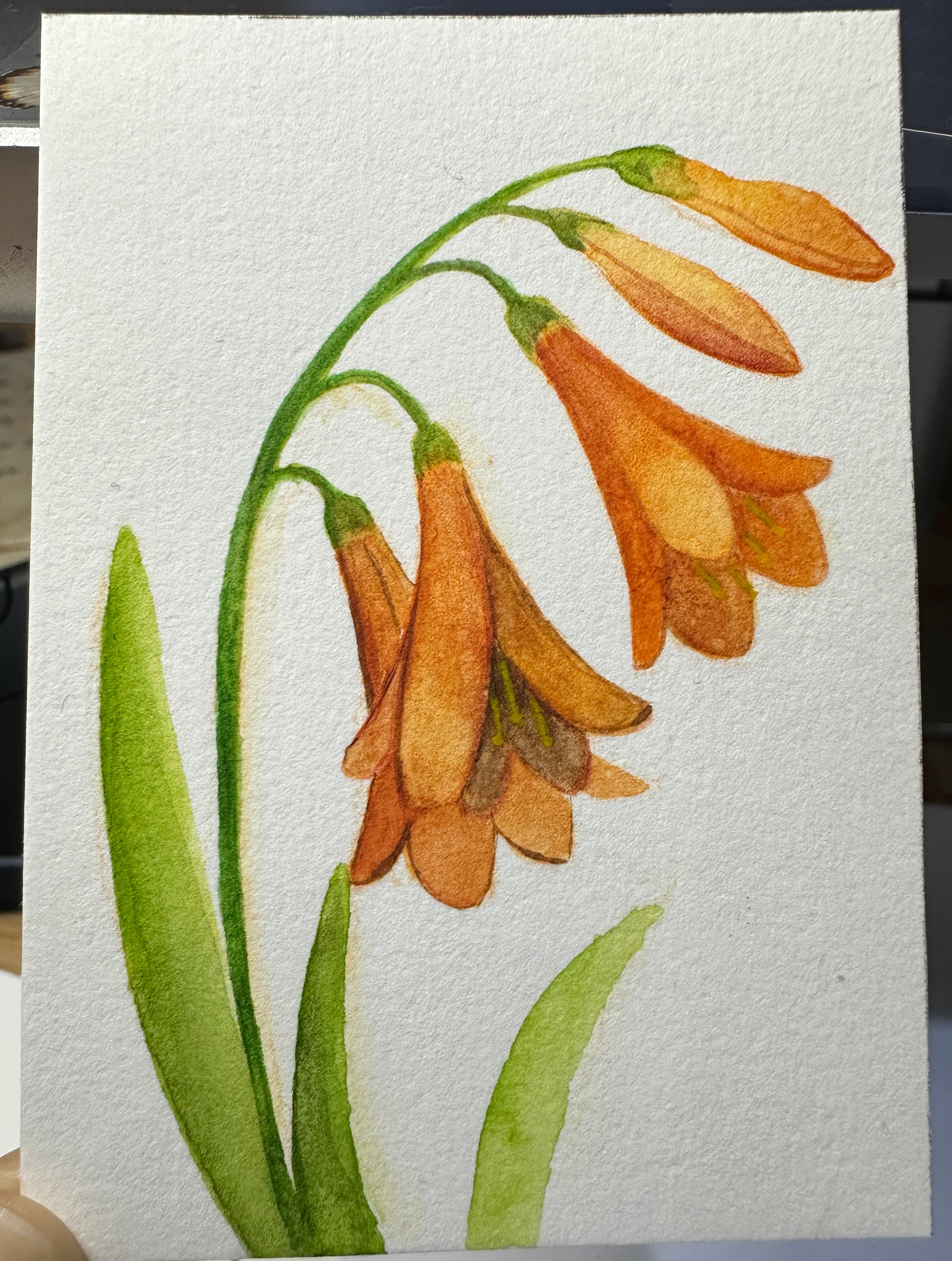 Orange Freesia Blossoms - Original ACEO Miniature Painting